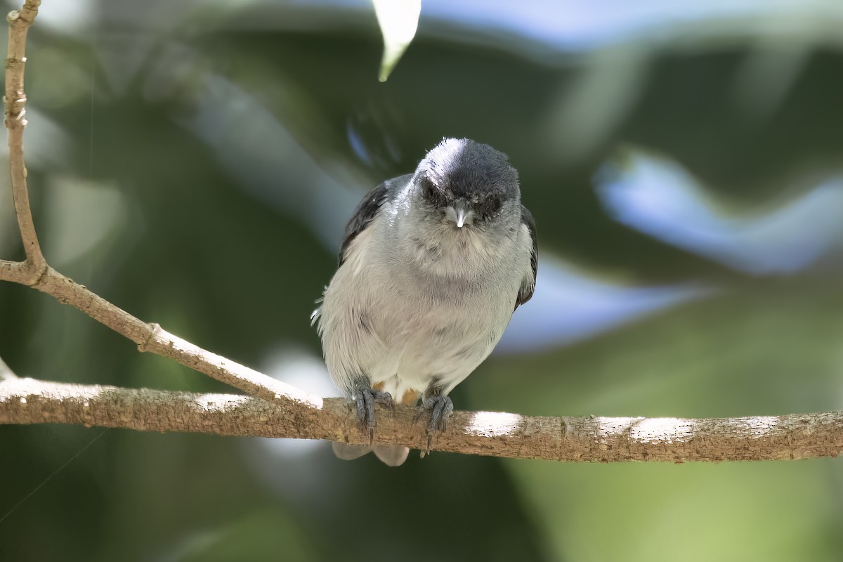 Chestnut-vented Conebill - ML526919361