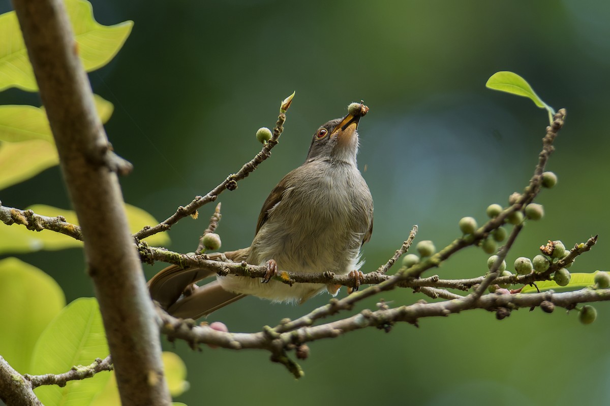 Spectacled Bulbul - ML526919371