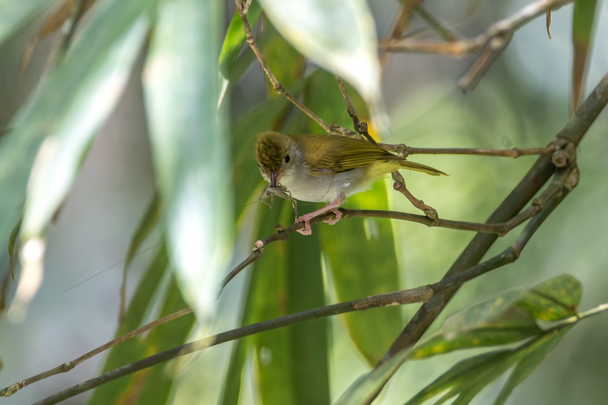 White-bellied Erpornis - ML526919461