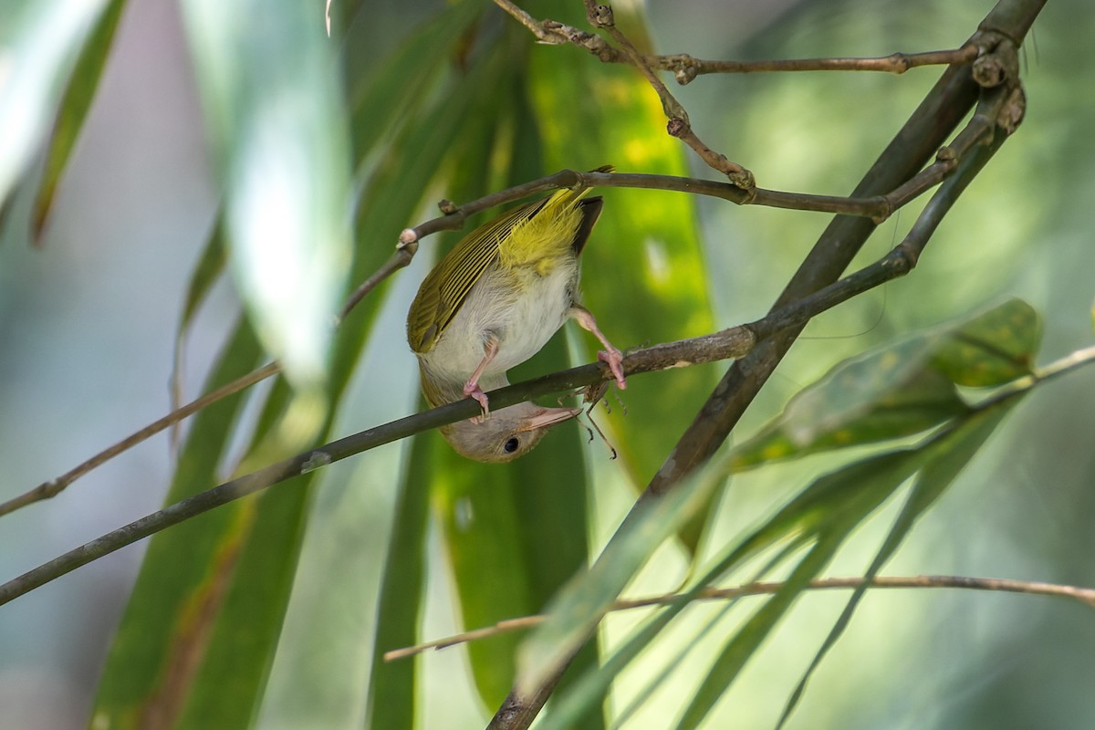 White-bellied Erpornis - ML526919471