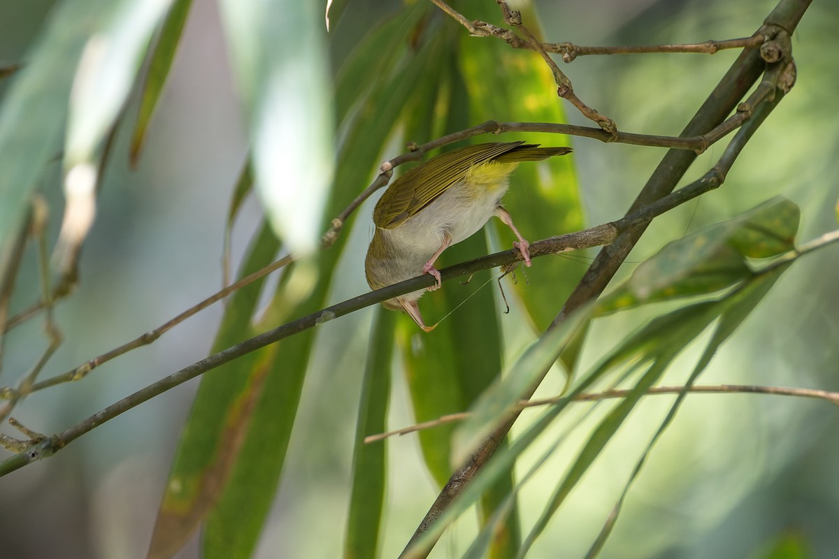 White-bellied Erpornis - ML526919501