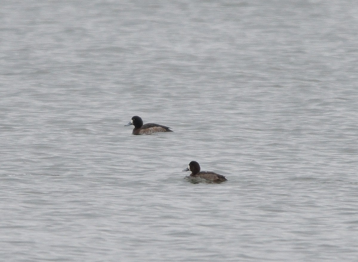 Greater Scaup - Jaime Thomas