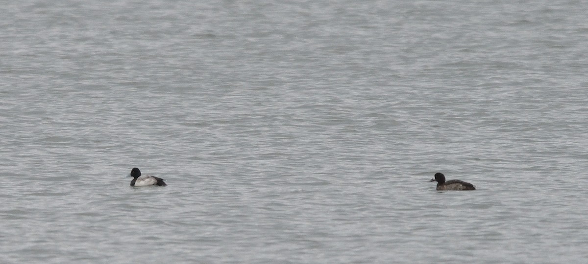 Greater Scaup - Jaime Thomas