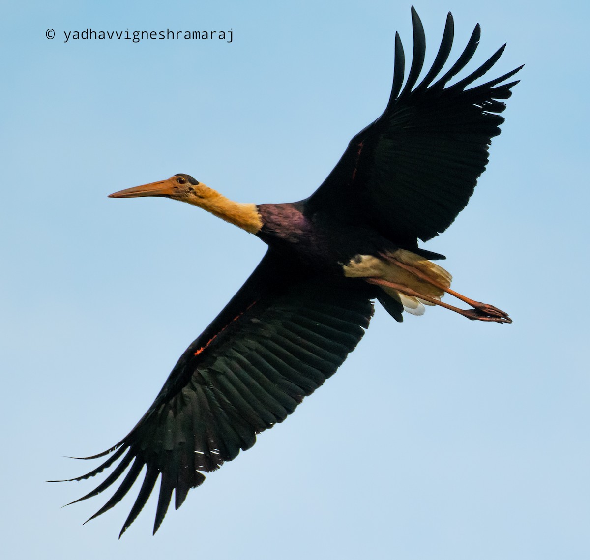 Asian Woolly-necked Stork - ML526920271
