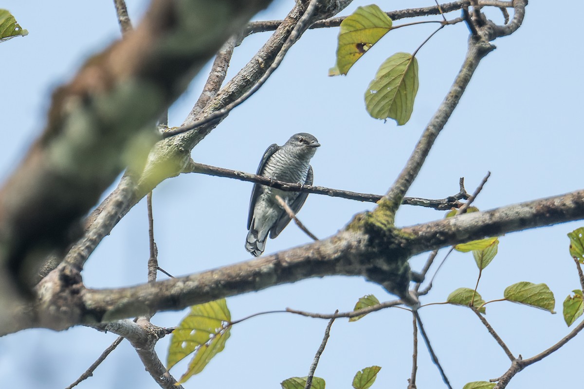 Lesser Cuckooshrike - ML526920441