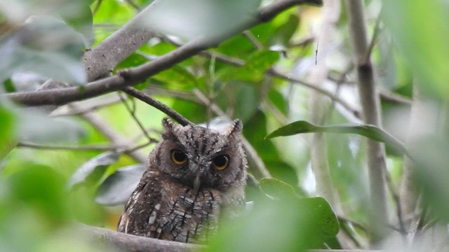 Tropical Screech-Owl - ML526920641