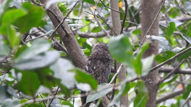 Tropical Screech-Owl - ML526920671