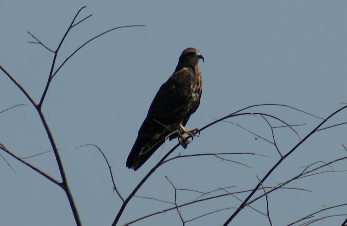 Snail Kite - ML526921341