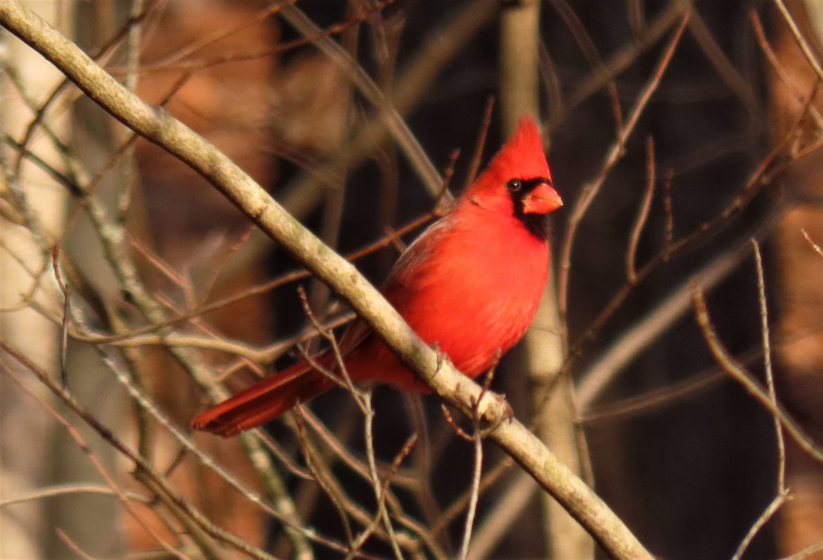 Northern Cardinal - Barb lindenmuth