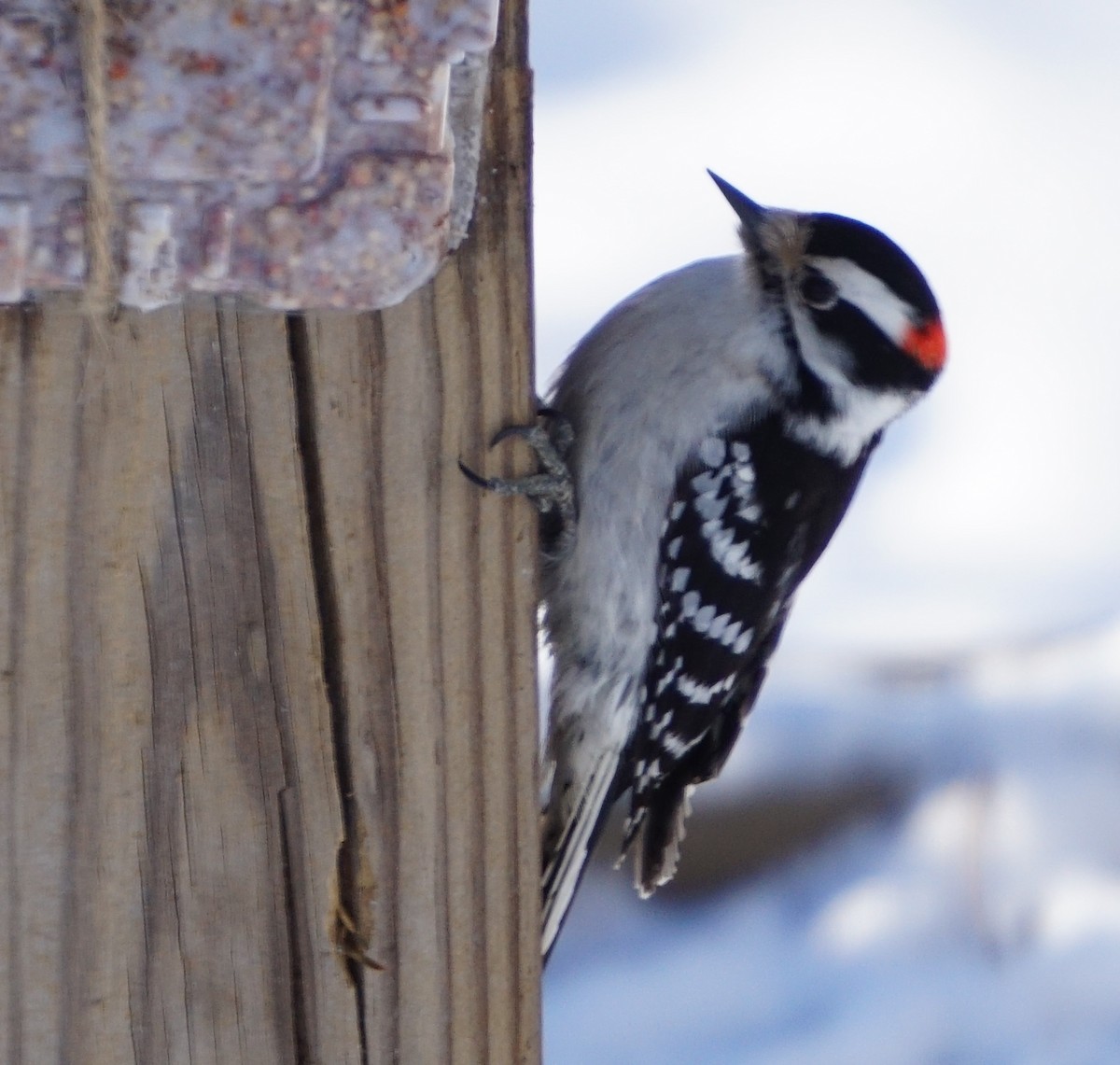 Downy Woodpecker - ML526921971