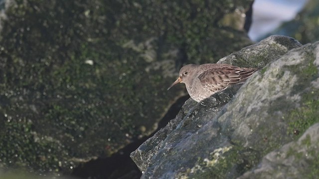 Purple Sandpiper - ML526922541