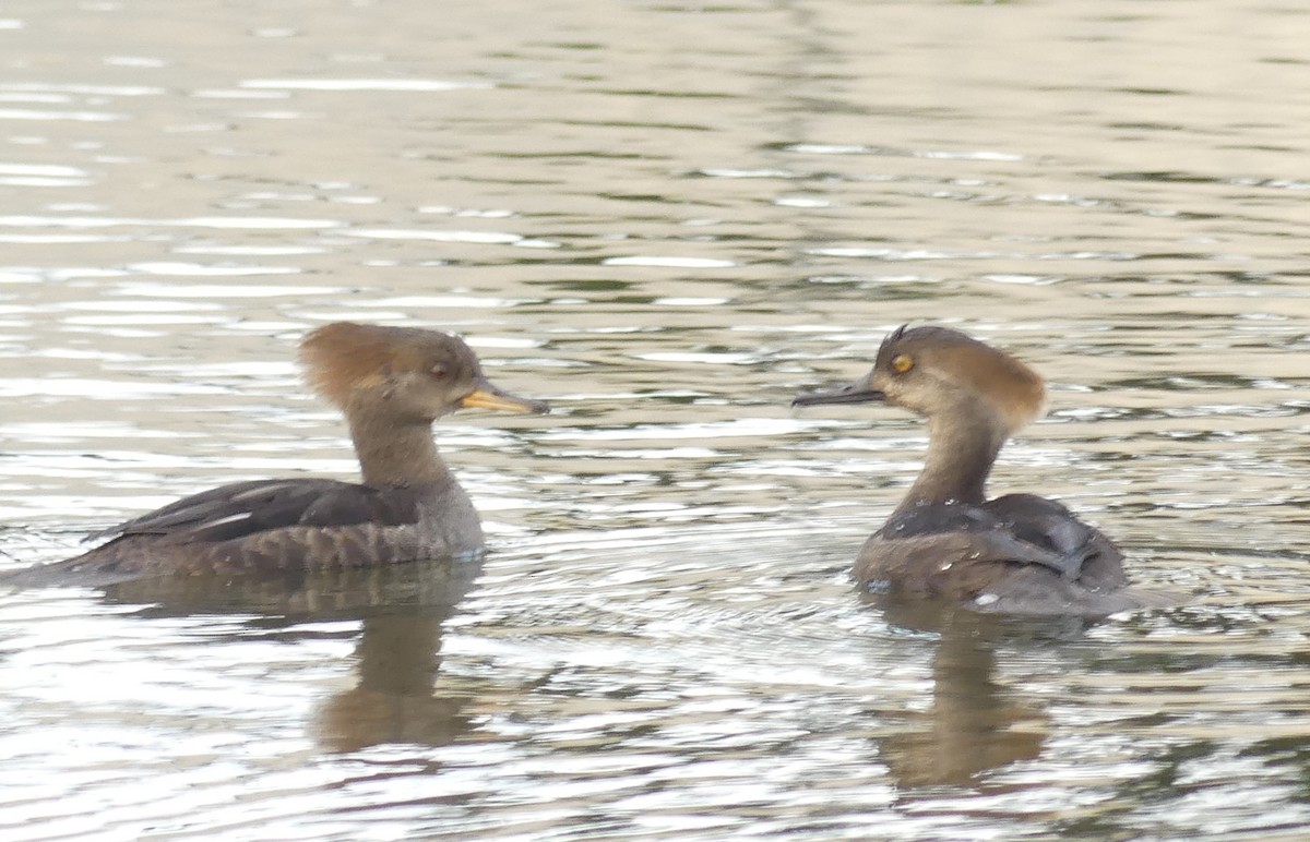 Hooded Merganser - ML526922771