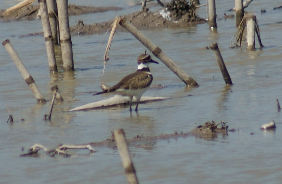 Killdeer - ML526922951