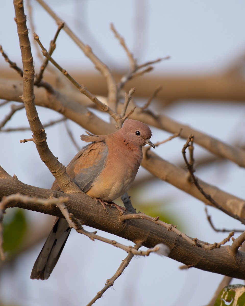 Tórtola Senegalesa - ML526923421