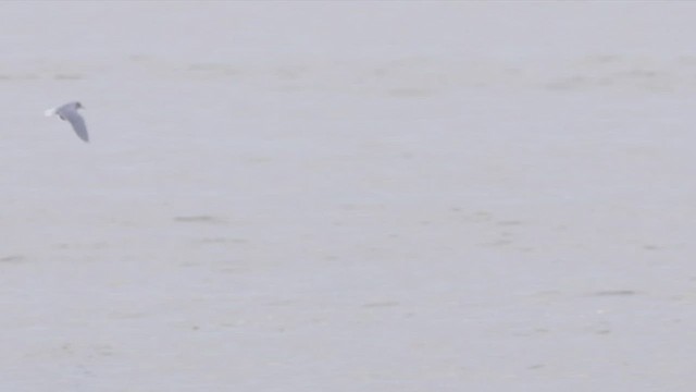 Хурган цахлай - ML526923731