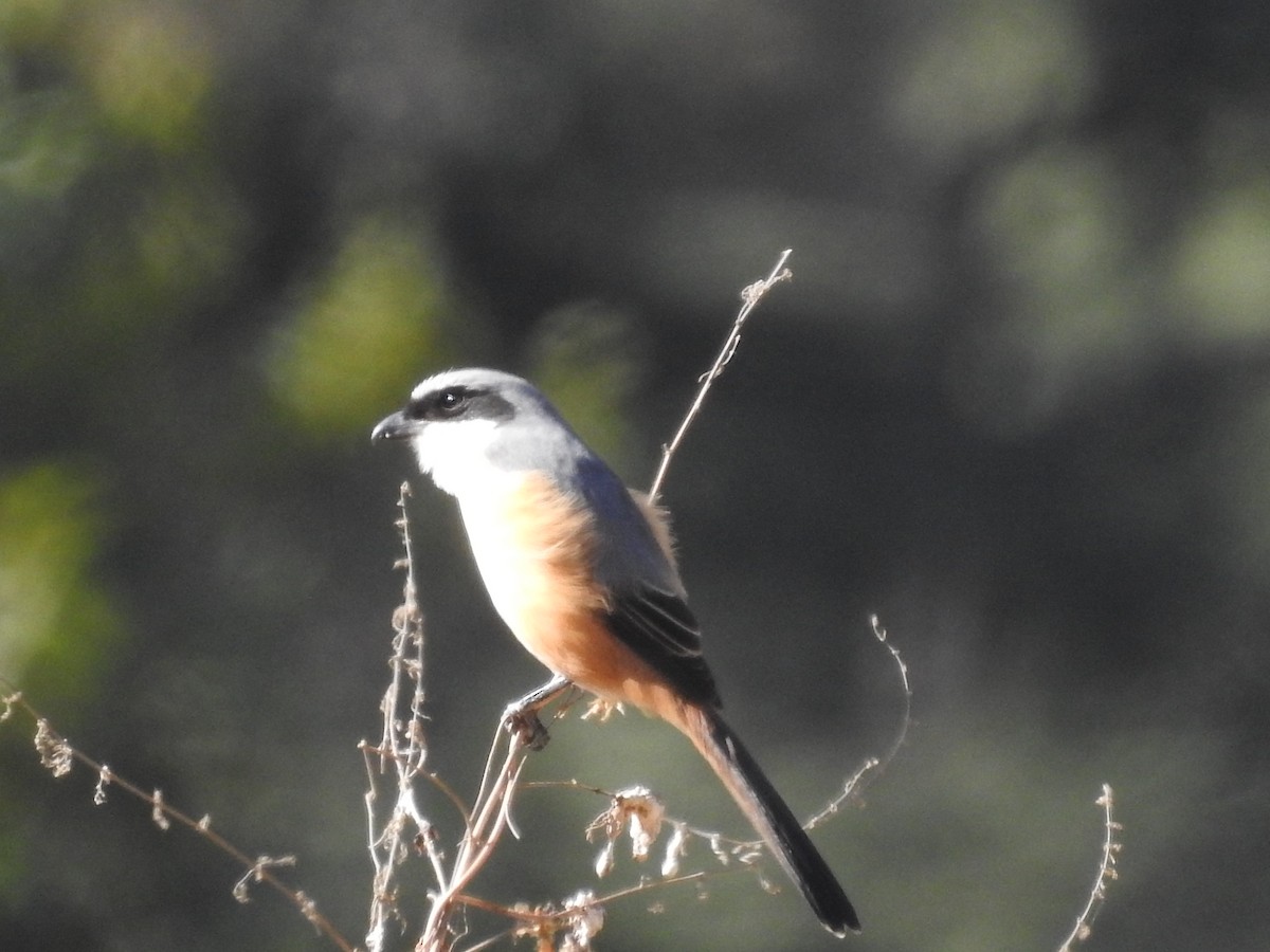 Gray-backed Shrike - ML526923781