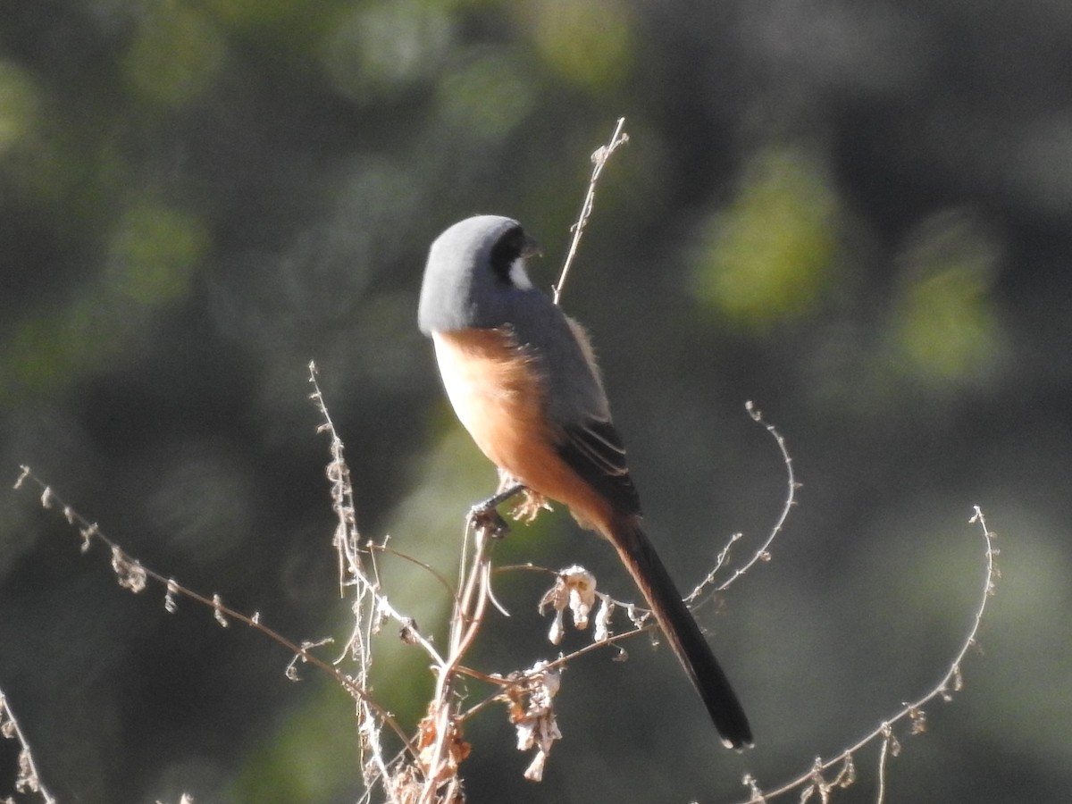 Gray-backed Shrike - ML526923791