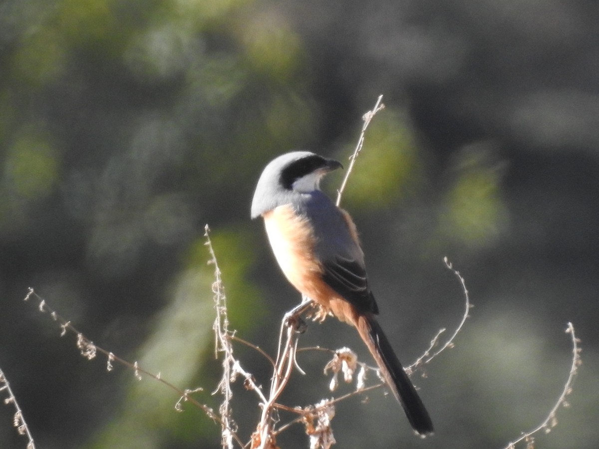 Gray-backed Shrike - ML526923811