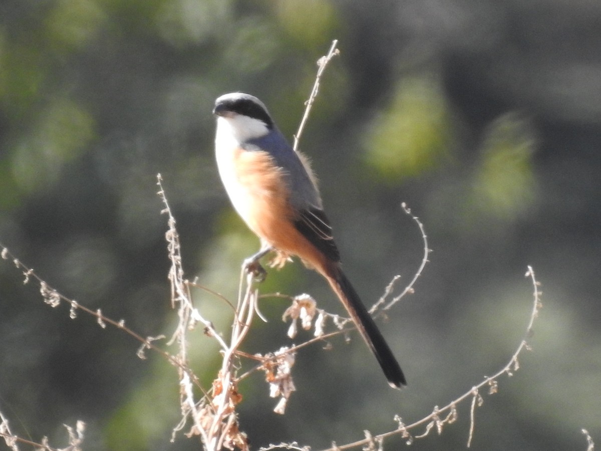 Gray-backed Shrike - ML526923821