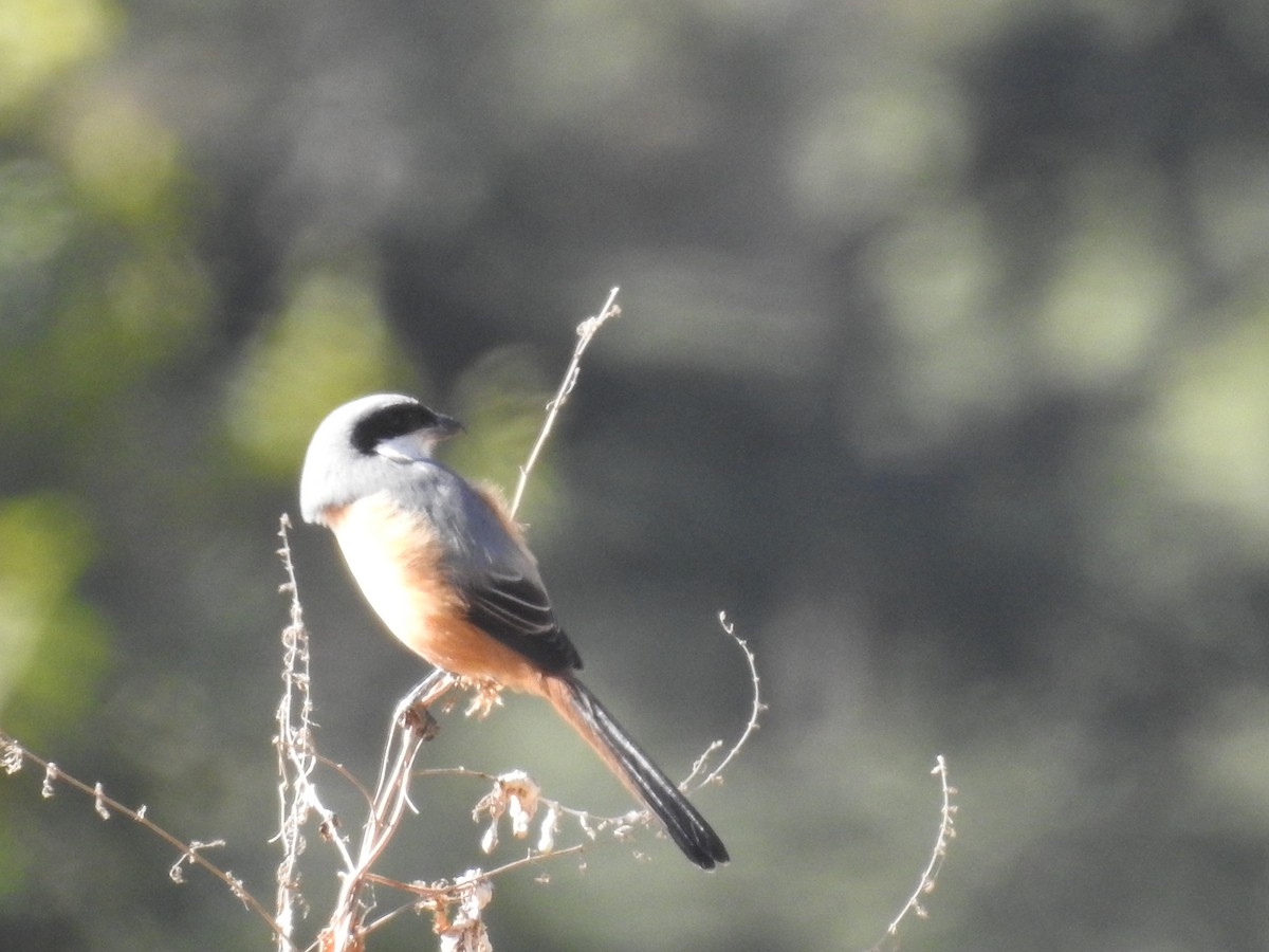 Gray-backed Shrike - ML526923831