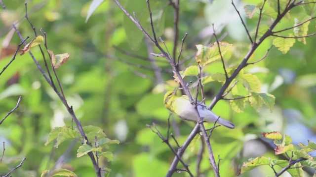 Townsend's Warbler - ML526923841