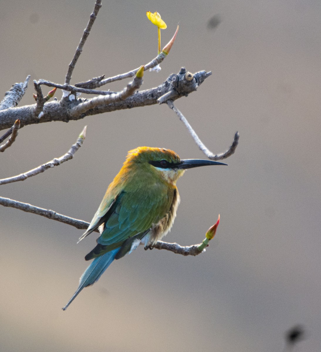Blue-tailed Bee-eater - Prakash S
