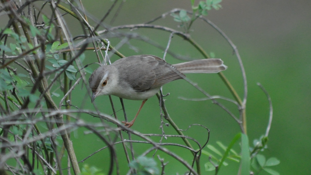 Plain Prinia - Anup Chavda