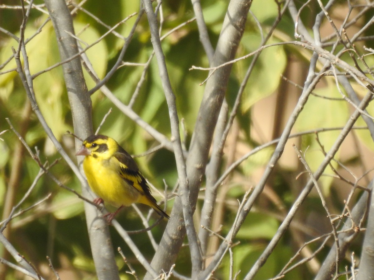 Yellow-breasted Greenfinch - ML526924461