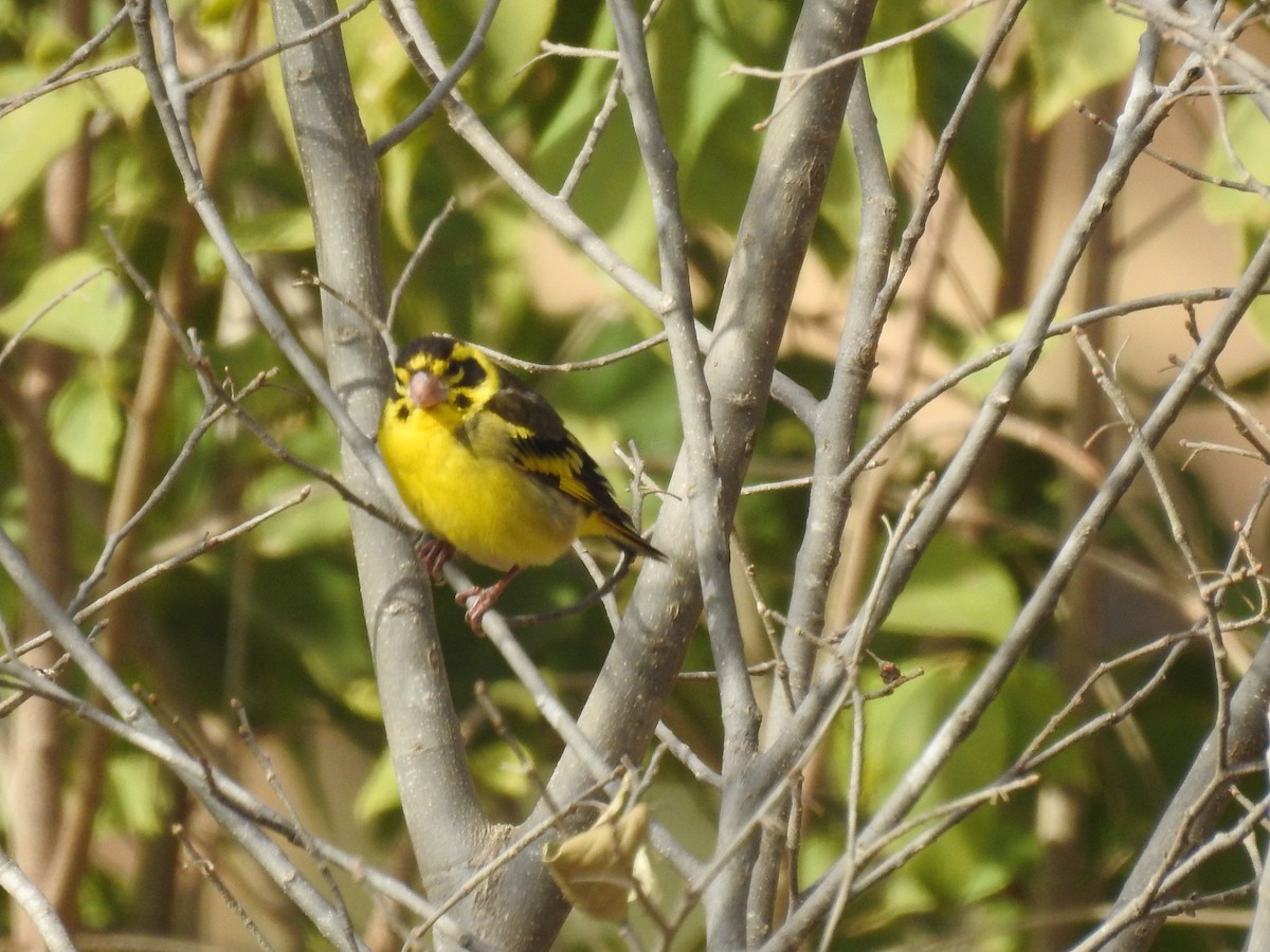 Yellow-breasted Greenfinch - ML526924481