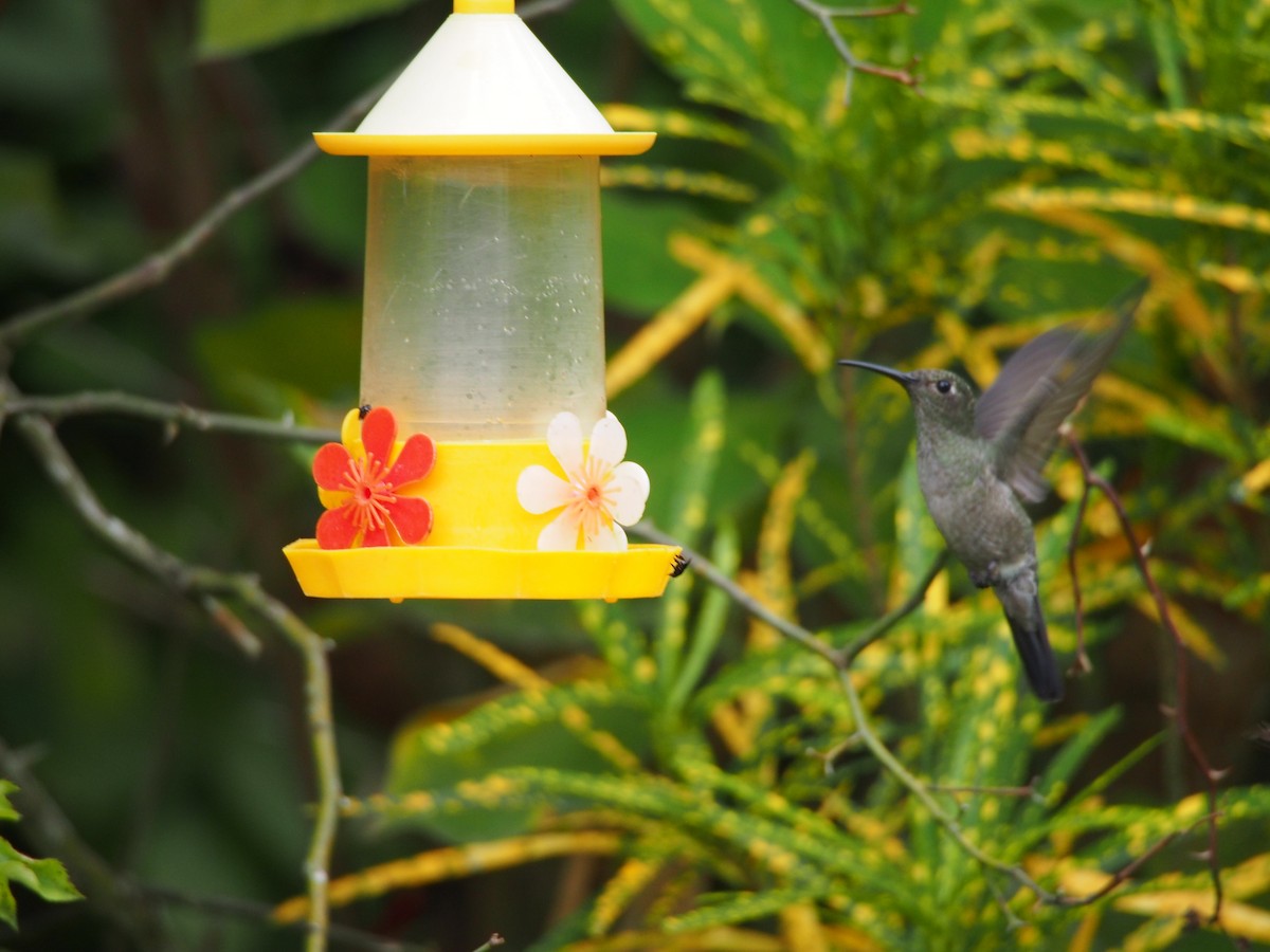 Sombre Hummingbird - Daniel Lebbin