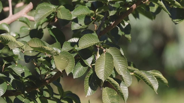 Tennessee Warbler - ML526924861