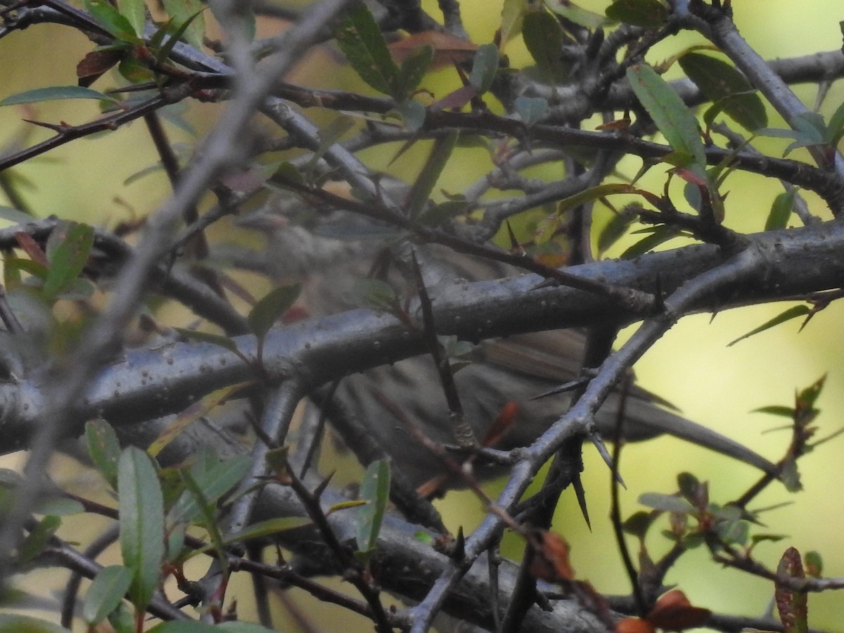 Rufous-breasted Accentor - ML526925261