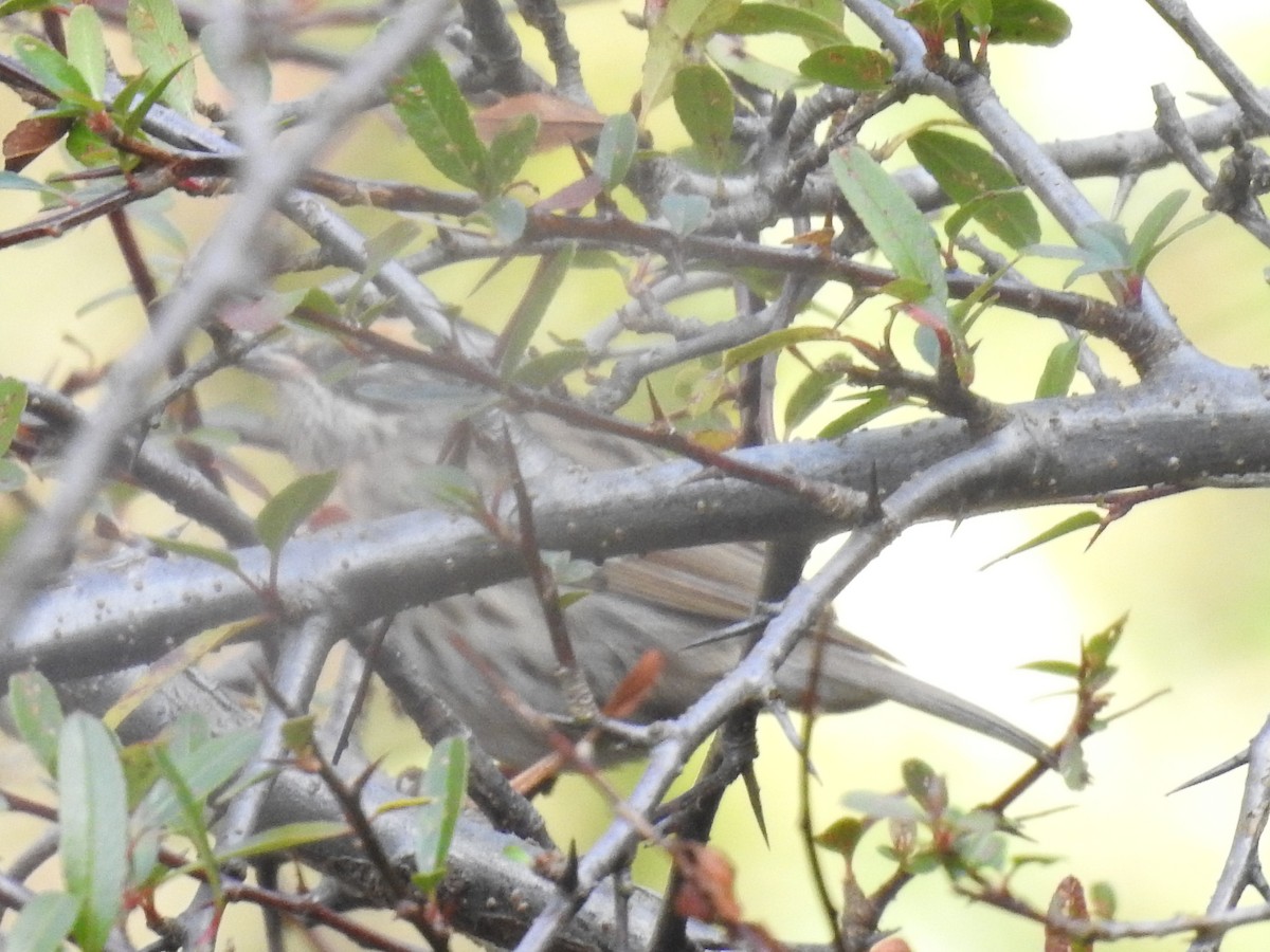 Rufous-breasted Accentor - ML526925271