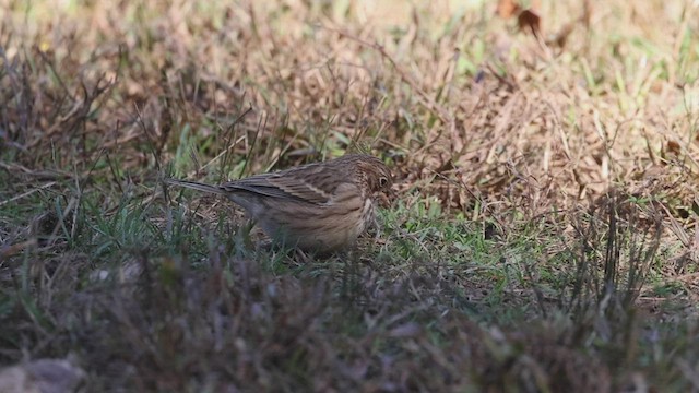 Vesper Sparrow - ML526925441