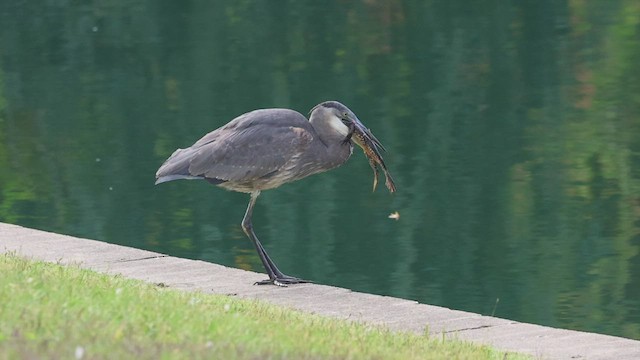 Great Blue Heron - ML526925721