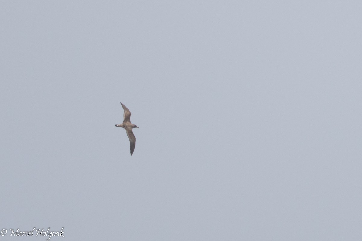 Cory's/Scopoli's/Cape Verde Shearwater - ML526925911