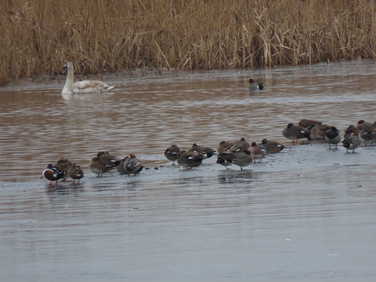 American Wigeon - ML526926241