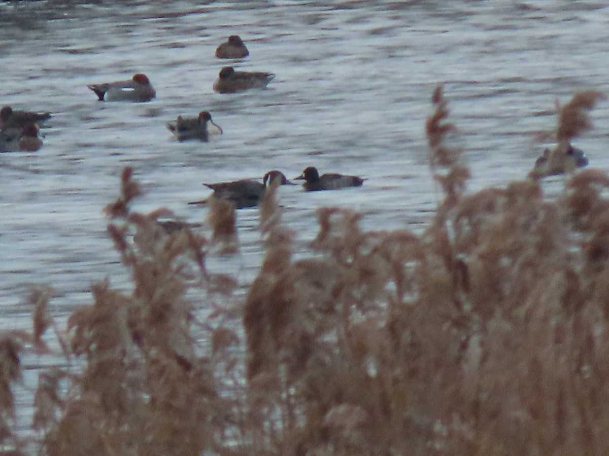 Lesser Scaup - ML526926361