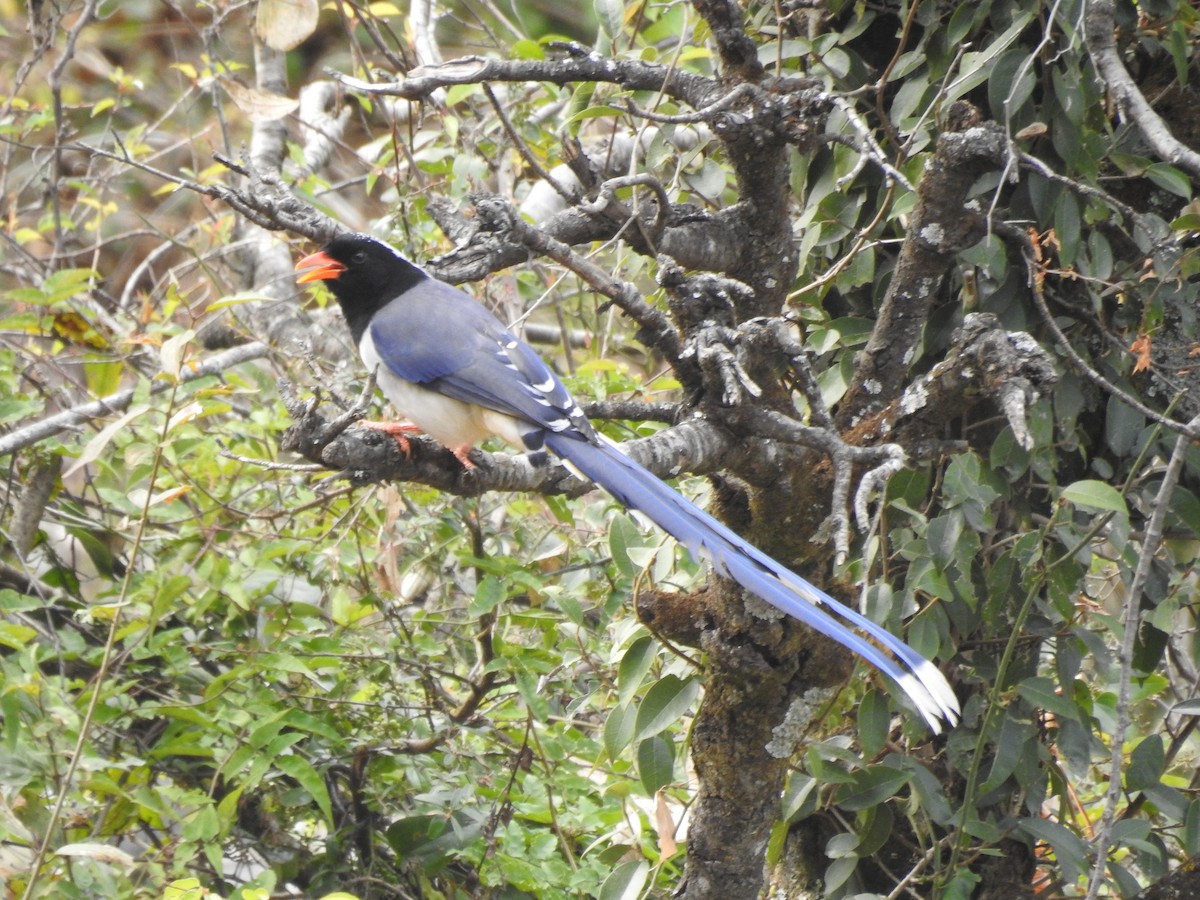 Red-billed Blue-Magpie - ML526926431