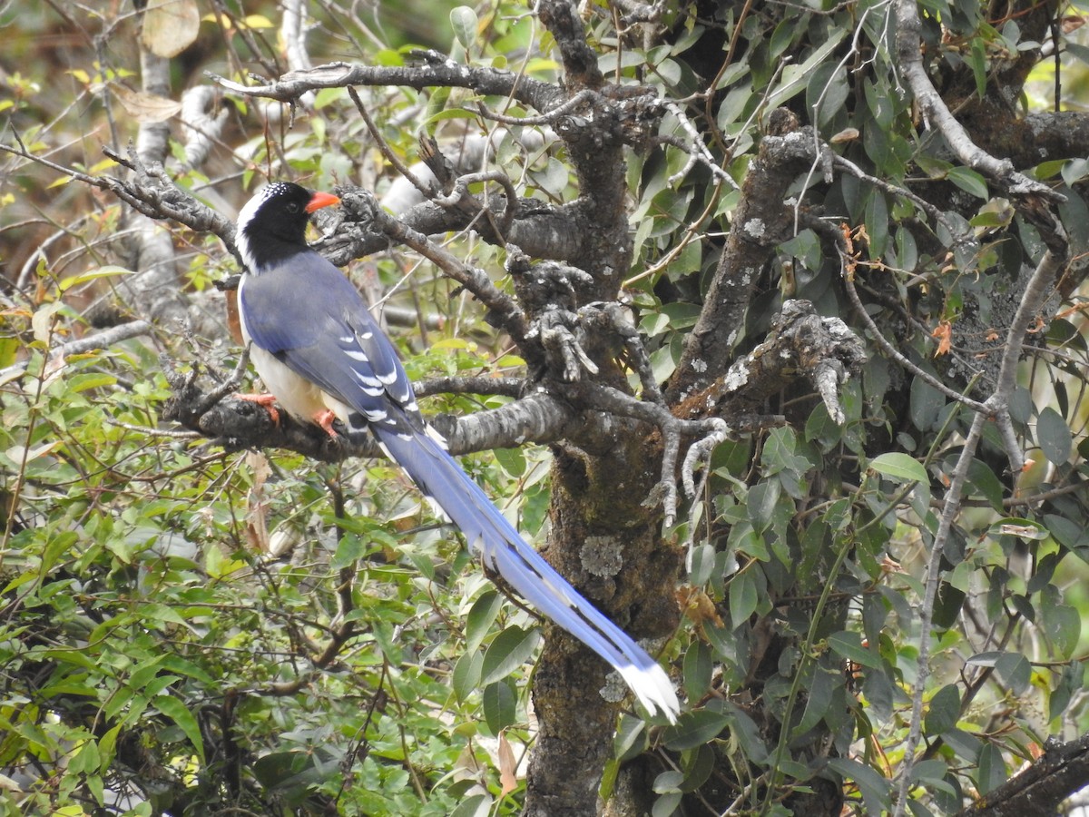 Red-billed Blue-Magpie - ML526926441