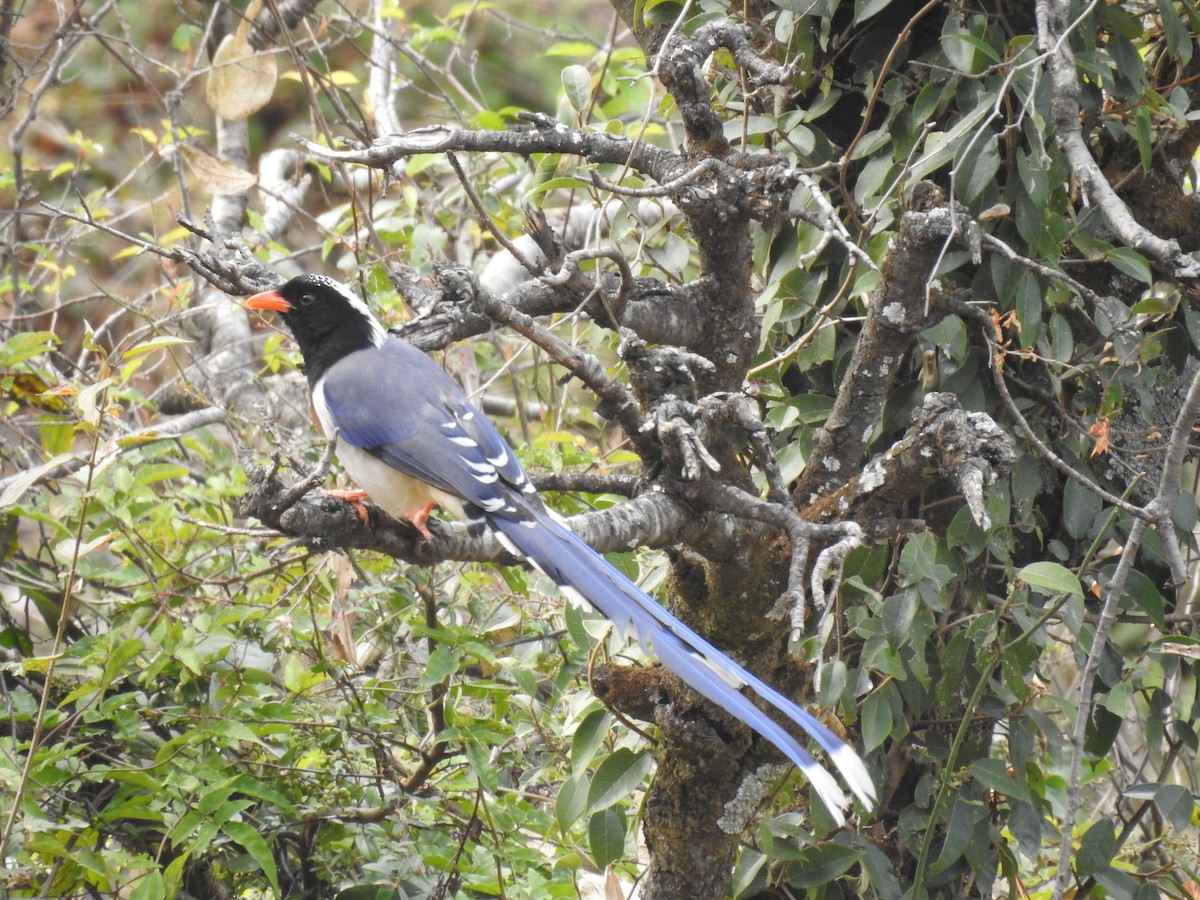 Red-billed Blue-Magpie - ML526926451