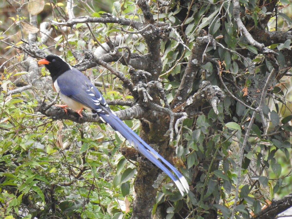 Red-billed Blue-Magpie - ML526926461