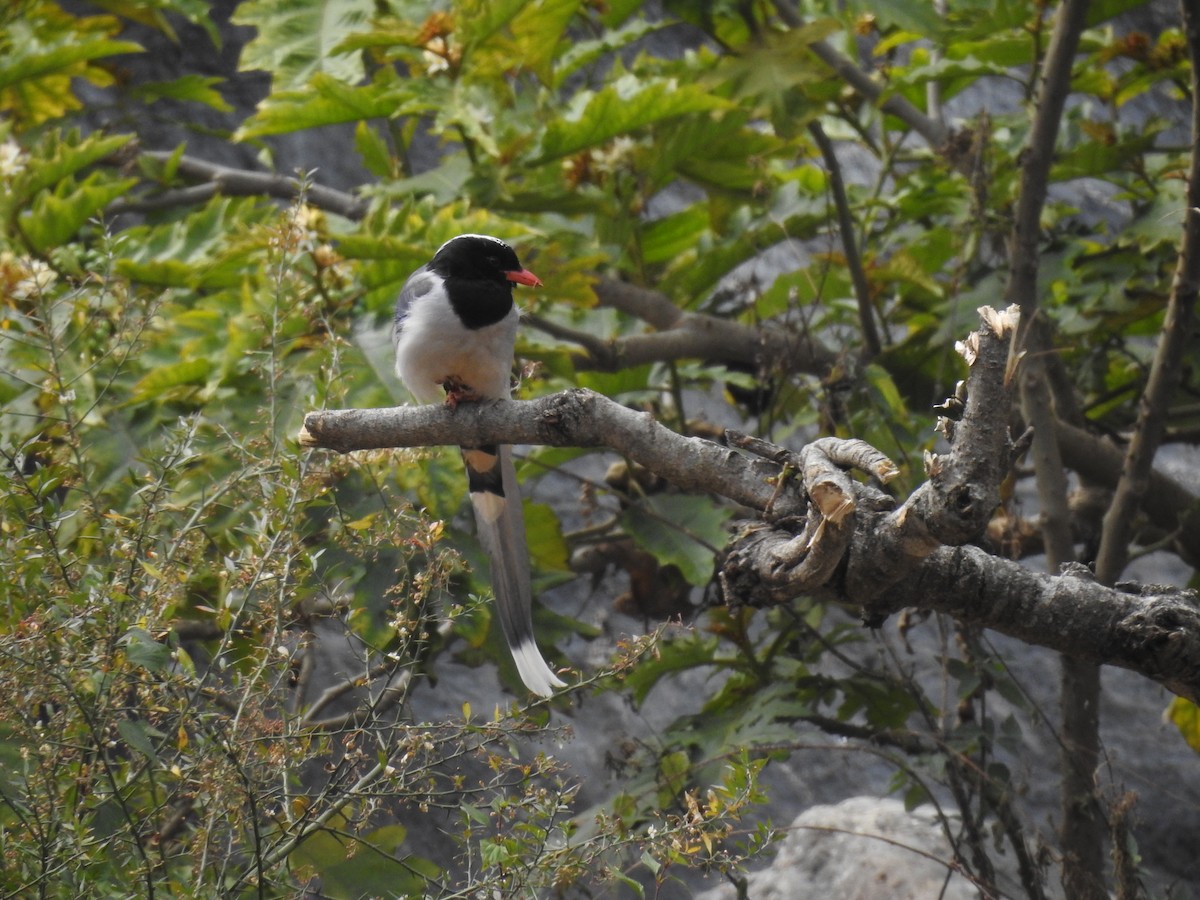 Red-billed Blue-Magpie - ML526926471