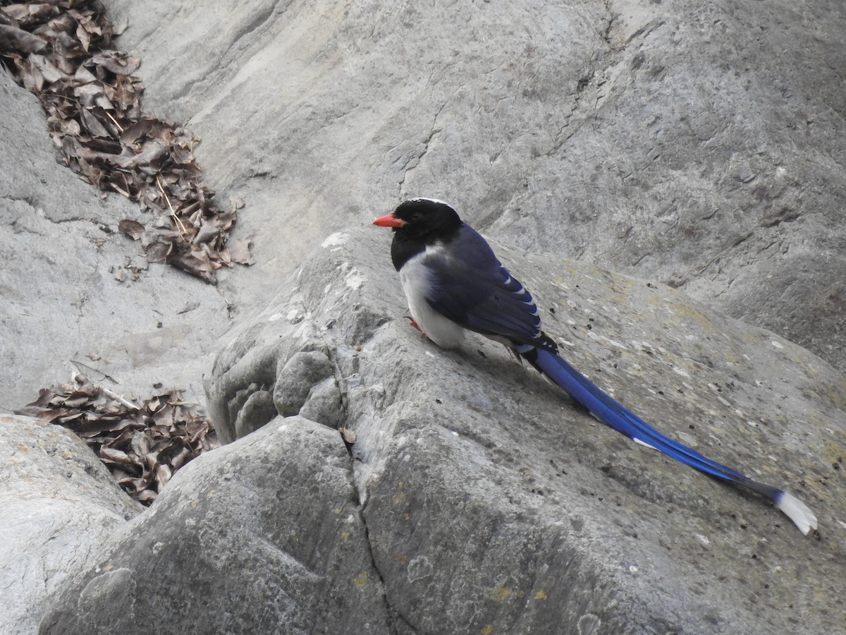 Red-billed Blue-Magpie - ML526926481