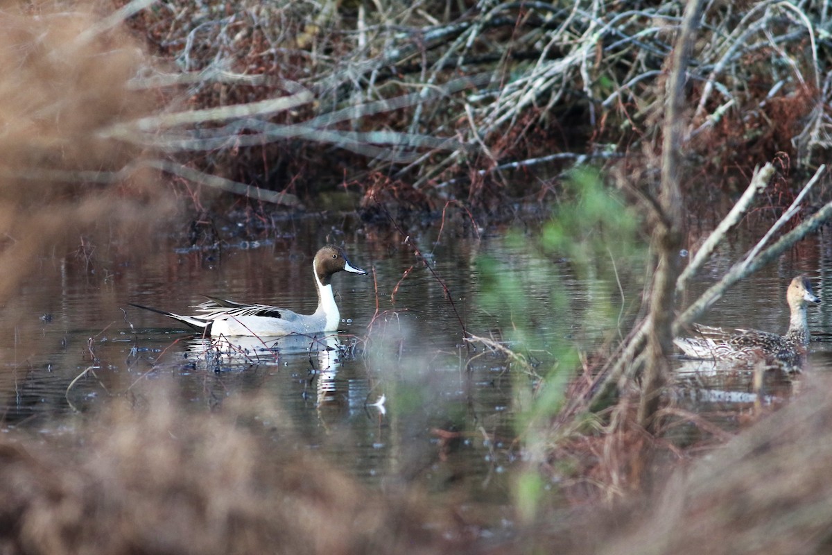 Northern Pintail - Brian Berry