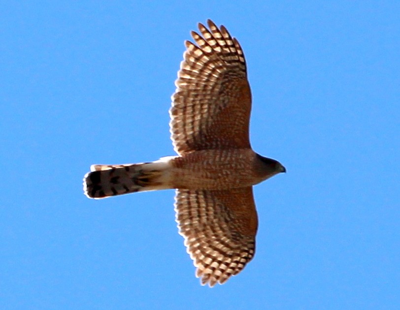 Cooper's Hawk - ML52692701