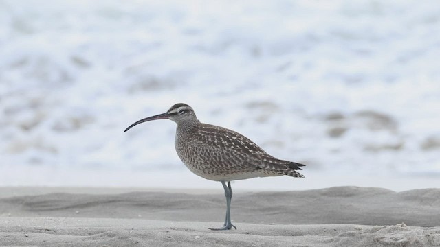 Regenbrachvogel (hudsonicus) - ML526927221