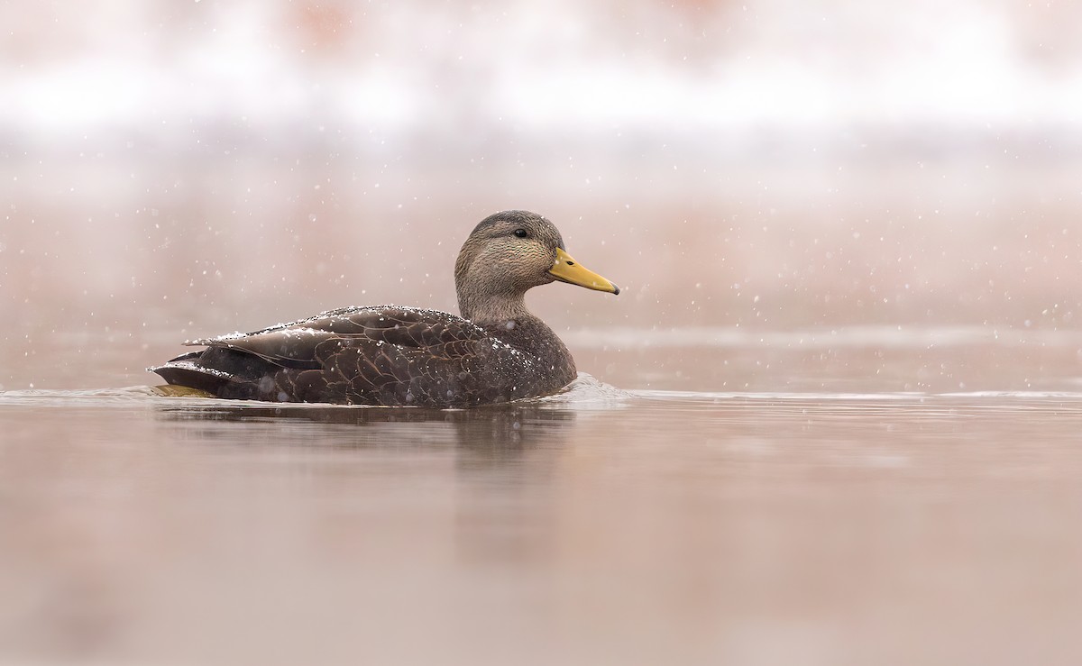 Canard noir - ML526927751