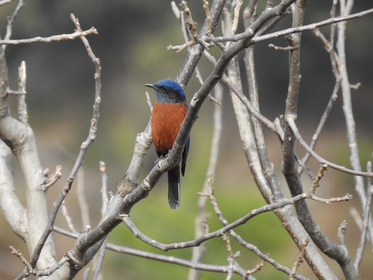 Chestnut-bellied Rock-Thrush - ML526927781