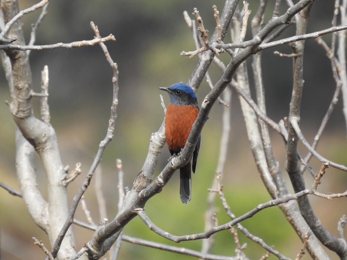 Chestnut-bellied Rock-Thrush - ML526927791